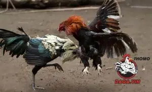 Lối đá gà chọi