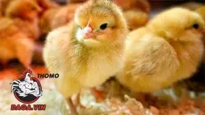 hướng dẫn Cách ngăn ngừa và điều trị một số bệnh thường gặp ở gà chọi non