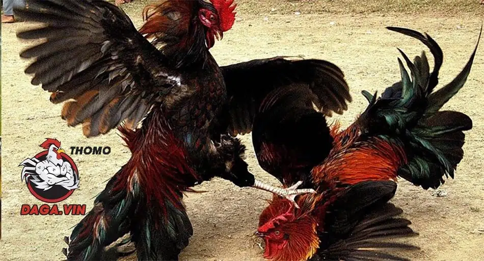 Tổng Hợp Các Lối Đá Gà Chọi Cơ Bản Phổ Biến Hiện Nay 2 Gà đá vỉa gây sát thương lớn và được sử dụng phổ biến
