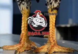 cách Định nghĩa về chân gà chọi đẹp tại daga