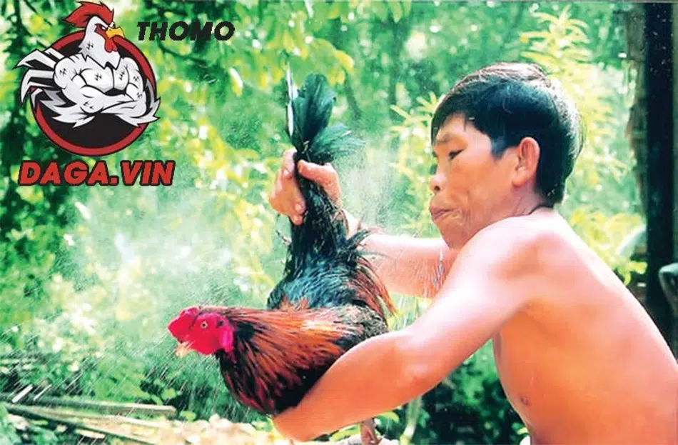 Các bước vào nghệ cho gà chọi