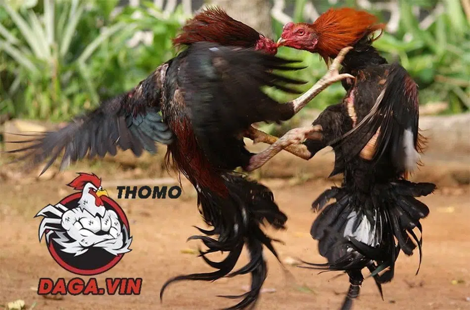 Tổng Hợp Các Lối Đá Gà Chọi Cơ Bản Phổ Biến Hiện Nay 3 Giống gà và bản năng ảnh hưởng trực tiếp đến lối đá