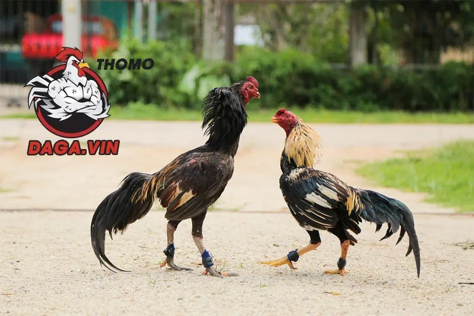 Tổng Hợp Các Lối Đá Gà Chọi Cơ Bản Phổ Biến Hiện Nay 4 Nhận biết lối đá gà chuẩn qua huấn luyện hằng ngày