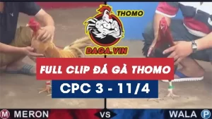 Full Video phát lại Trực tiếp đá gà Thomo ngày 11/4/2024