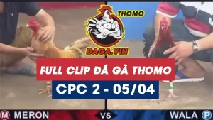 Full Video phát lại Trực tiếp đá gà Thomo ngày 5/4/2024