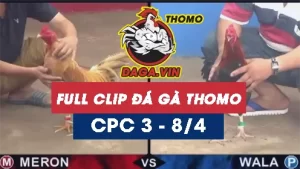 Full Video phát lại Trực tiếp đá gà Thomo ngày 8/4/2024