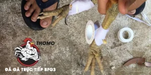 Giới thiệu chung về cách băng cựa gà