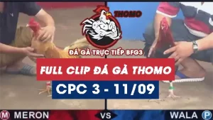 Full Video phát lại Trực tiếp đá gà Thomo C3 ngày 11/09/2024