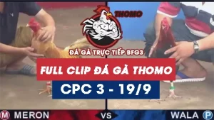 Full Video phát lại Trực tiếp đá gà Thomo C3 ngày 19/09/2024