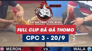 Full Video phát lại đá gà Trực tiếp Thomo C3 ngày 20/09/2024