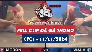 đá gà Trực tiếp Thomo C1 ngày 11/11/2024