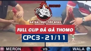 Full Video phát lại đá gà Trực tiếp Thomo C3 ngày 21/11/2024