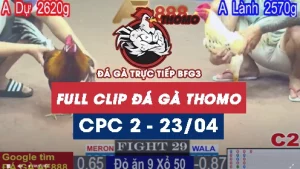 Phát lại đá gà Trực tiếp Thomo C2 ngày 23/04/2025