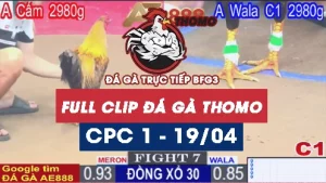 Phát lại đá gà Trực tiếp Thomo C1 ngày 19/04/2025