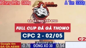 Phát lại đá gà Trực tiếp C2 ngày 02/05/2025