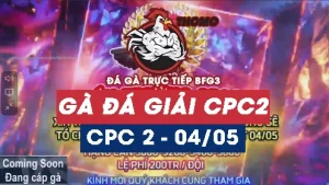 Phát lại GÀ ĐÁ GIẢI THOMO C2 ngày 04/05/2025