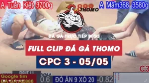 Phát lại đá gà Trực tiếp C3 ngày 05/05/2025