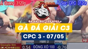 Video gà đá giải thomo CPC3 ngày 07/05/2025