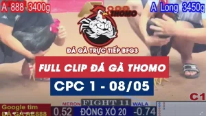 Phát lại đá gà Trực tiếp C1 ngày 08/05/2025