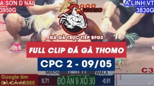 Phát lại đá gà Trực tiếp C2 ngày 09/05/2025