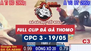 Phát lại đá gà thomo C3 ngày 19/05/2025