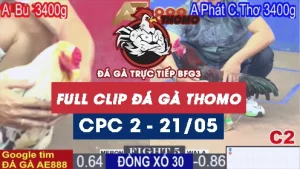 Phát lại đá gà thomo C1 ngày 20/05/2025