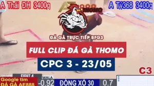 Phát lại đá gà thomo C3 ngày 23/05/2025