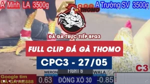 Phát lại đá gà thomo C3 ngày 26/05/2025