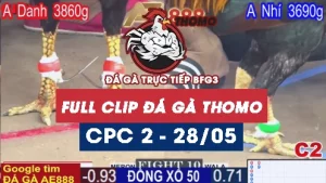 Phát lại đá gà thomo C2 ngày 28/05/2025 - dagavin