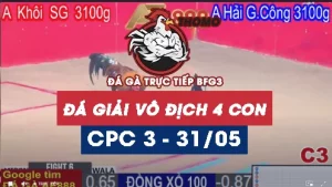 Phát lại đá gà giải thomo C3 ngày 31/05/2025
