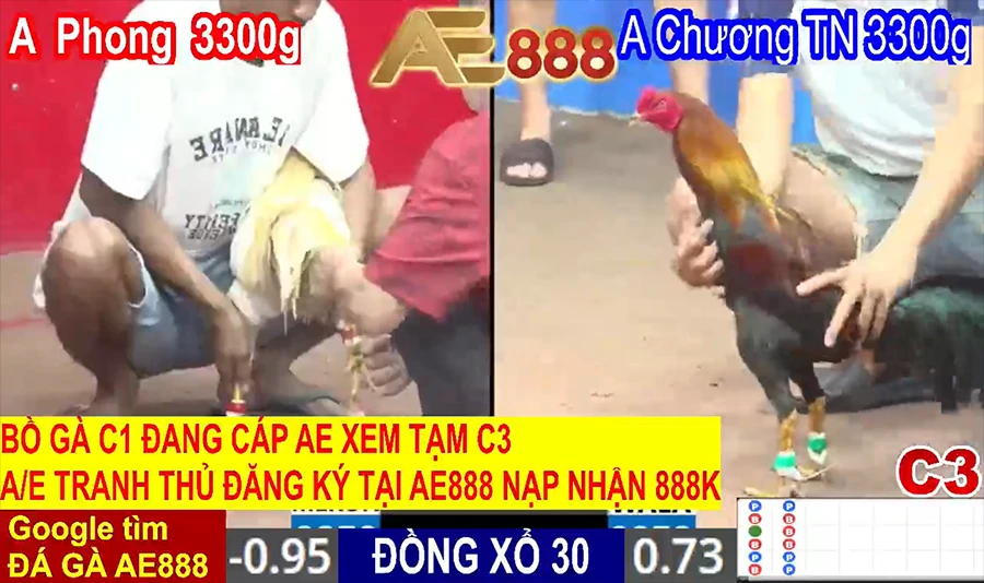 Home Page 5 Đá Gà Vin - Sự lựa chọn hoàn hảo khi xem trực tiếp đá gà