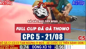 Video phát lại đá gà CPC5 - 21/08/2025