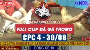 Clip phát lại đá gà CPC4 - 30/08/2025