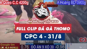 Video phát lại đá gà CPC4 - 31/08/2025