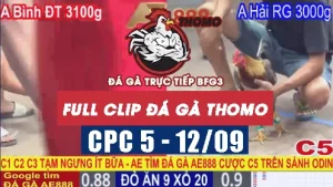 Video phát lại đá gà CPC5 - 12/09/2025