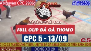 Video phát lại đá gà CPC5 - 13/09/2025