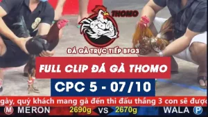 Video đá gà thomo CPC5 ngày 07/10/2025