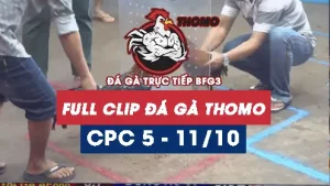 Video đá gà thomo CPC5 ngày 11/10/2025
