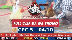 Video đá gà thomo CPC5 ngày 04/10/2025