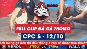 Video đá gà thomo CPC5 ngày 12/10/2025