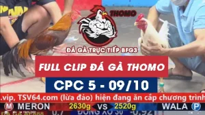 Video đá gà thomo CPC5 ngày 09/10/2025
