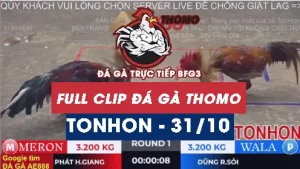 Video đá gà TONHON ngày 31/10/2025