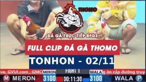 Video đá gà TONHON ngày 02/11/2025