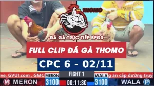 Video đá gà thomo CPC6 ngày 02/11/2025
