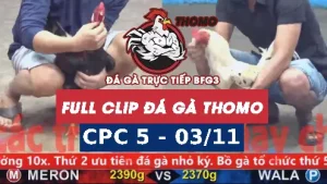 Video đá gà thomo CPC5 ngày 03/11/2025